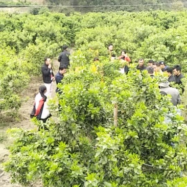 精品砂糖橘基地