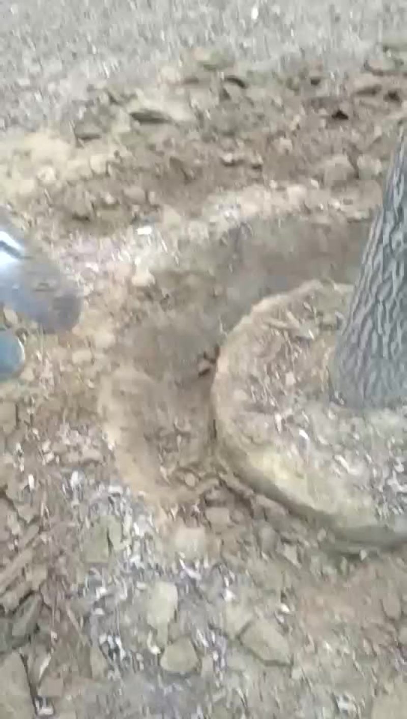 速生白蜡