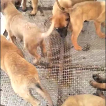 常年出售马犬，纯种马犬，红马犬，黑马犬，马犬幼嵬