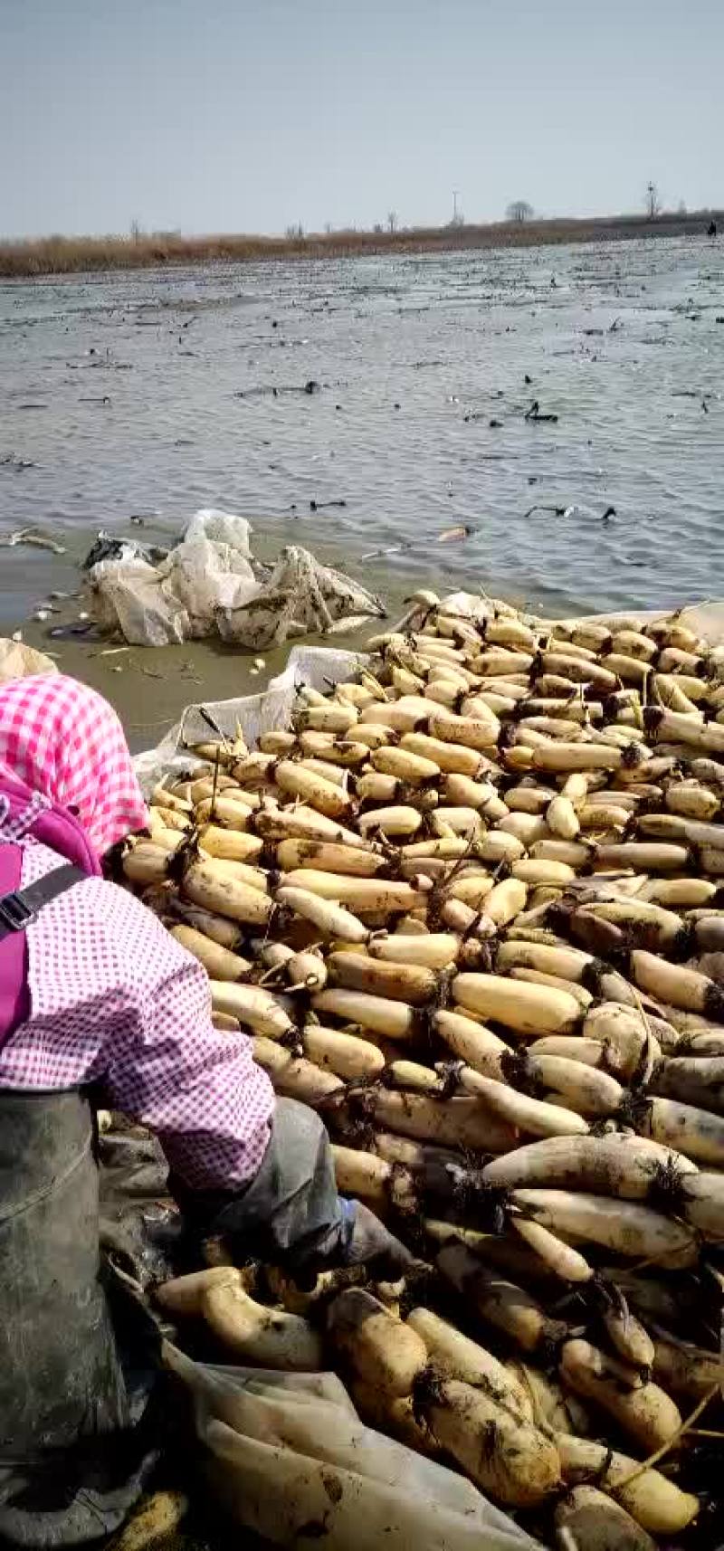 莲藕