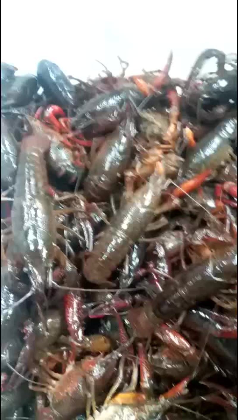 长期稳定供应小龙虾，养殖基地一手货源