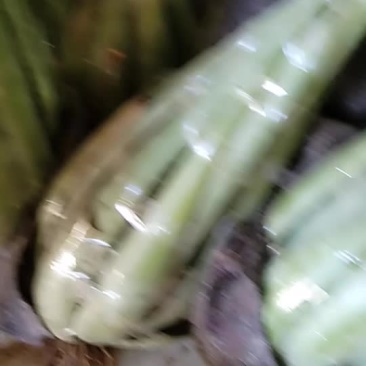 芦荟