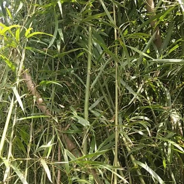 刺竹