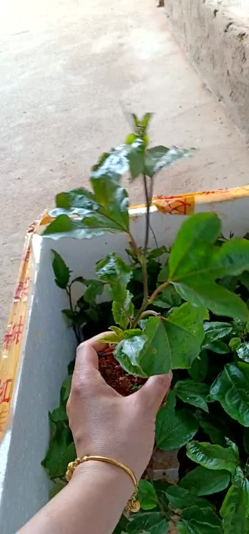 黄金百香果苗