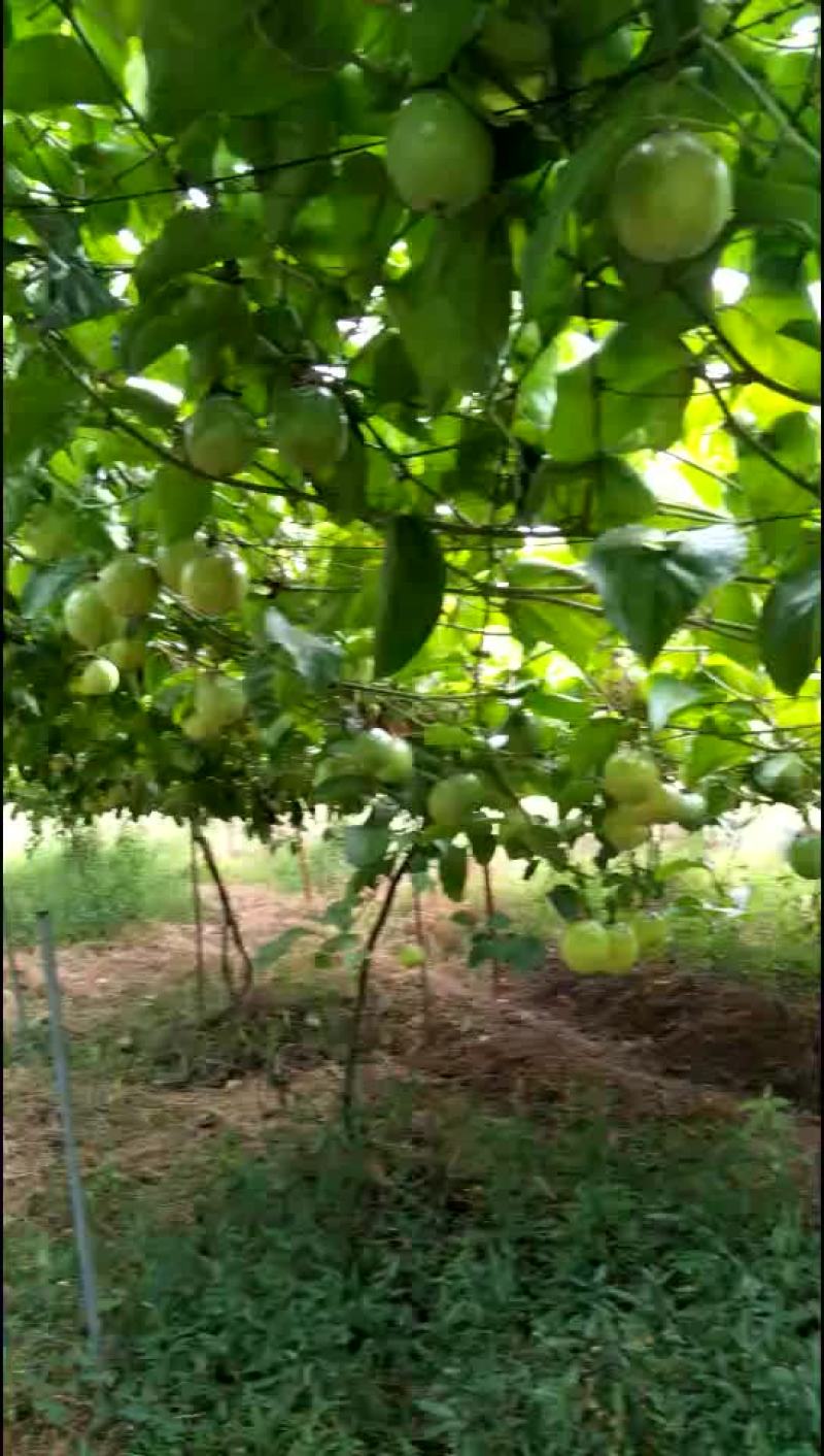 黄金百香果苗