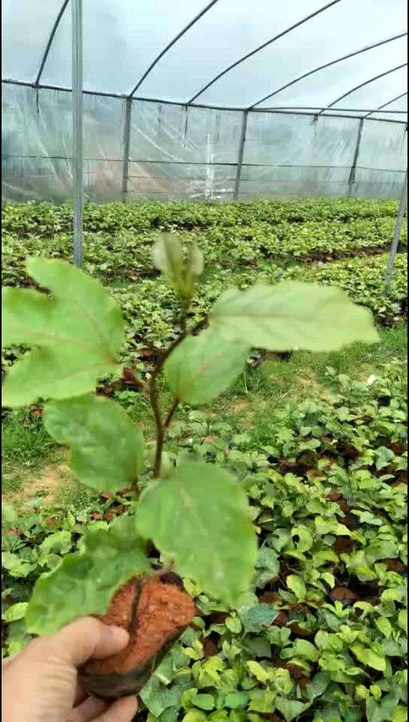 黄金百香果苗