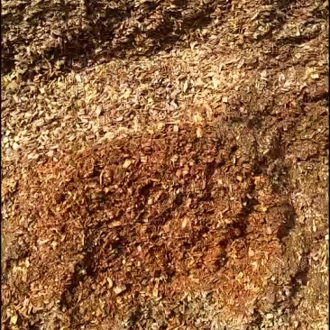 出售苹果木，梨木，核桃木等各种杂木锯末