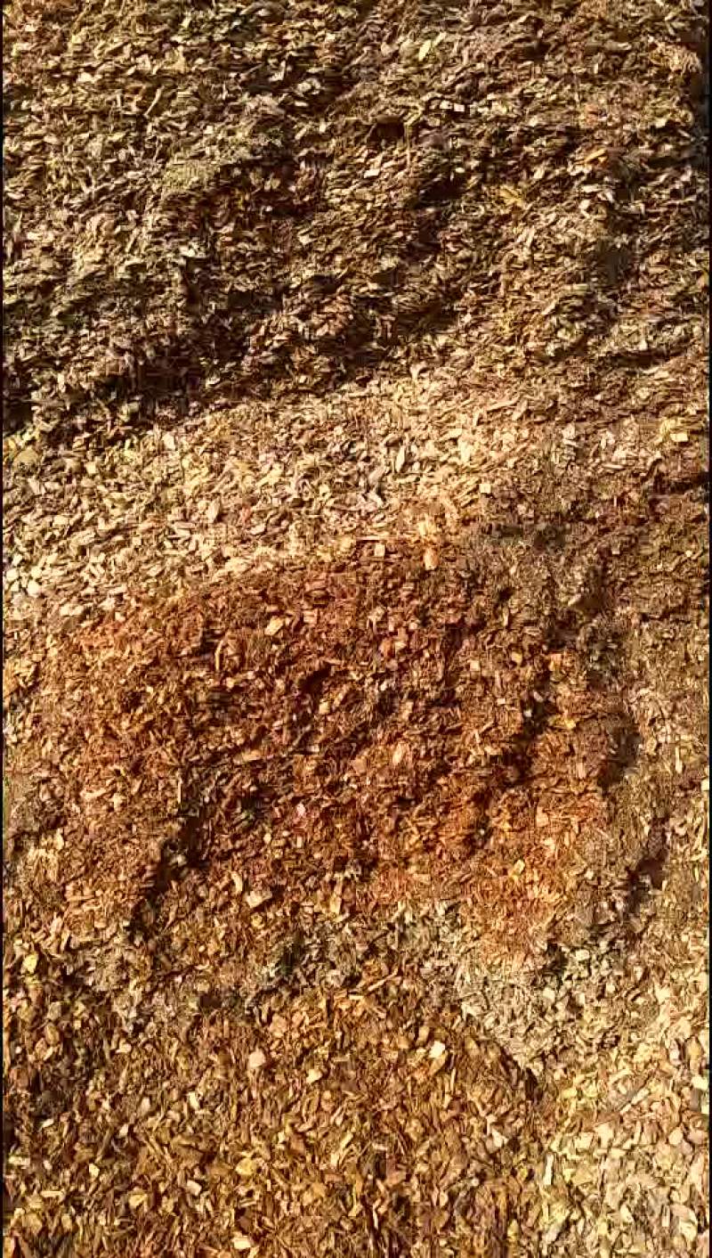 出售苹果木，梨木，核桃木等各种杂木锯末