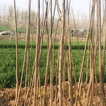 香椿树