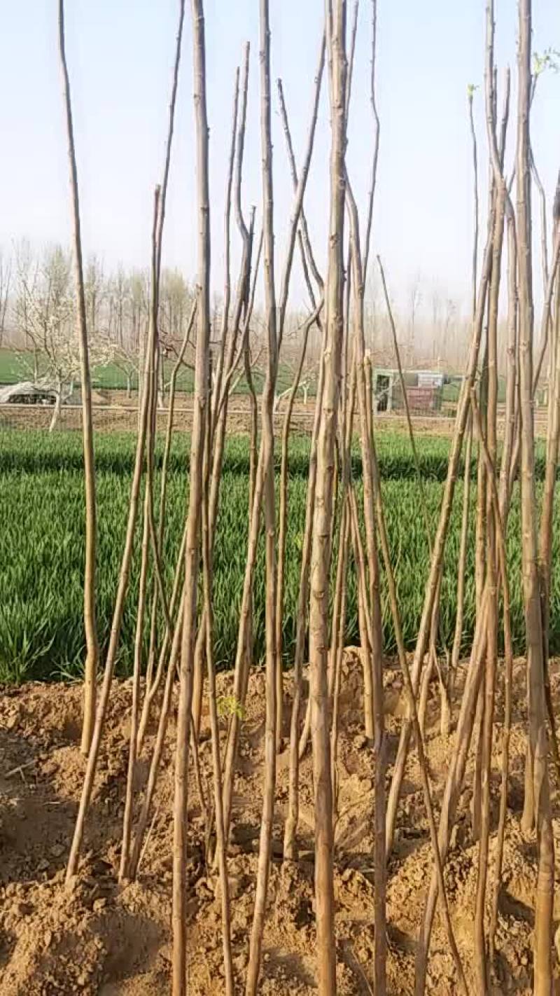 香椿树