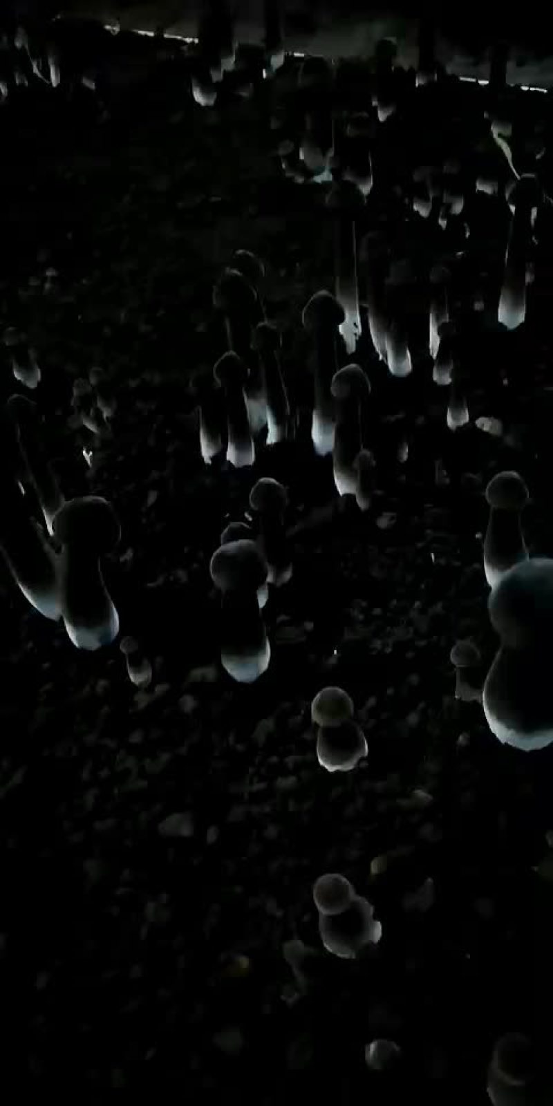 鸡枞菌
