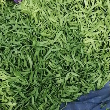 九粒白芸豆