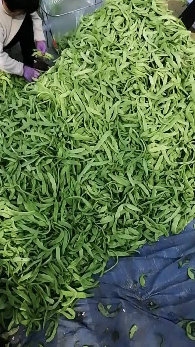 九粒白芸豆