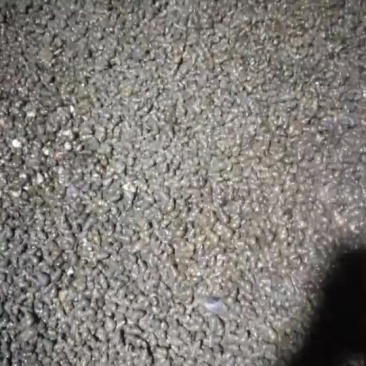 螺蛳