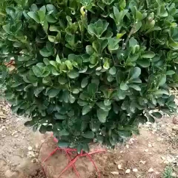 冬青球