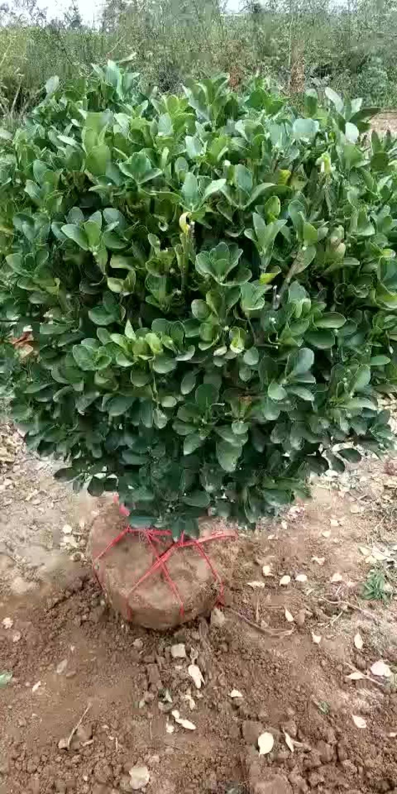 冬青球