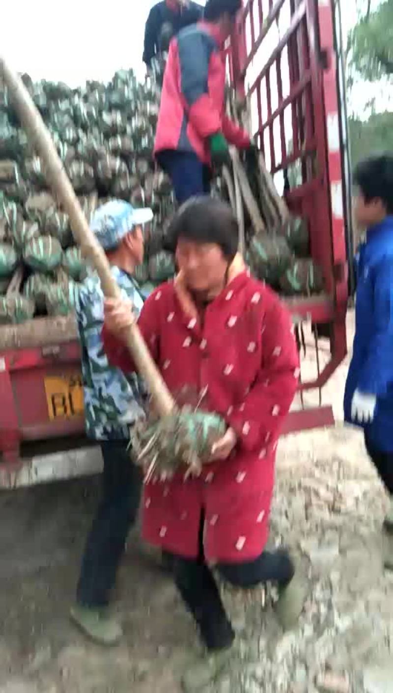 紫薇