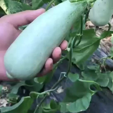 博洋系列甜瓜