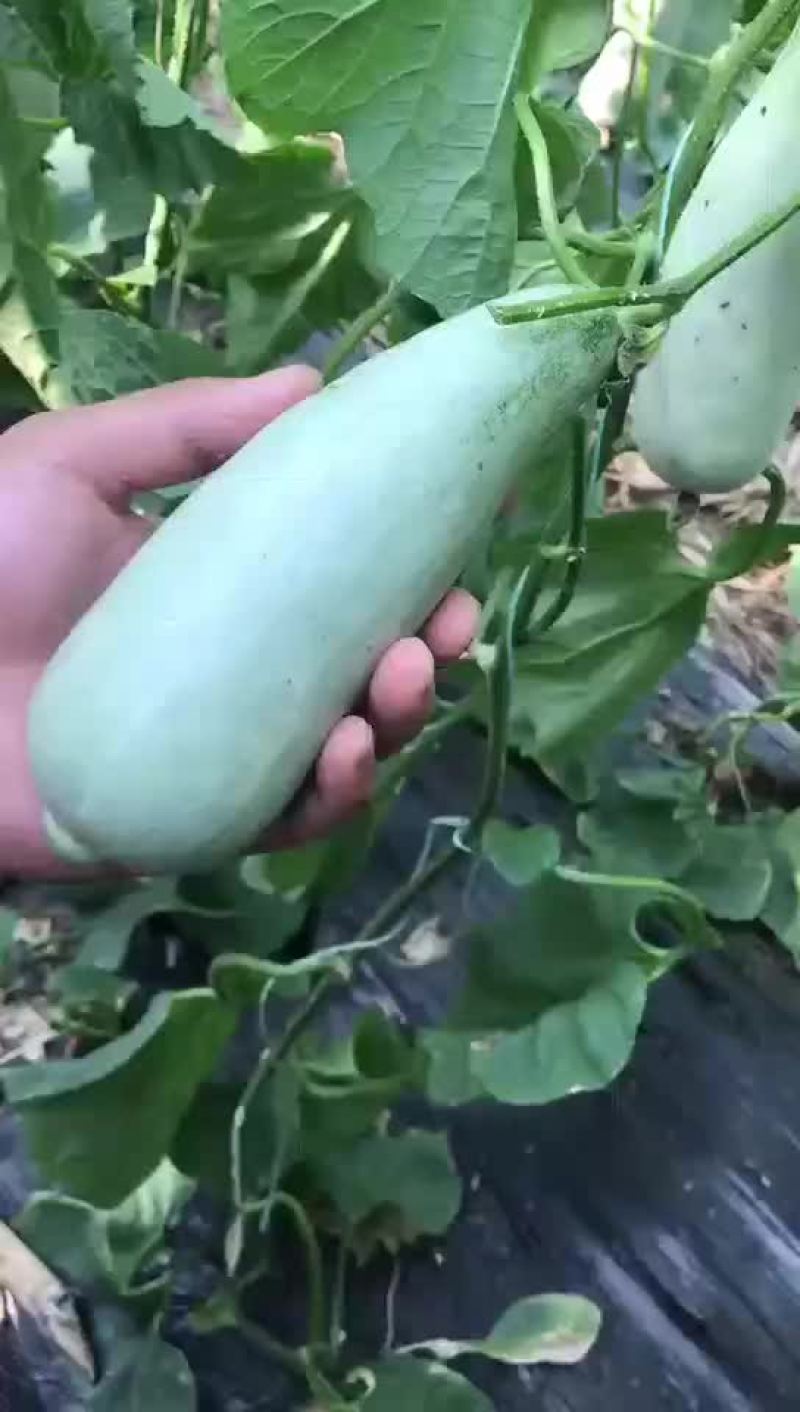 博洋系列甜瓜