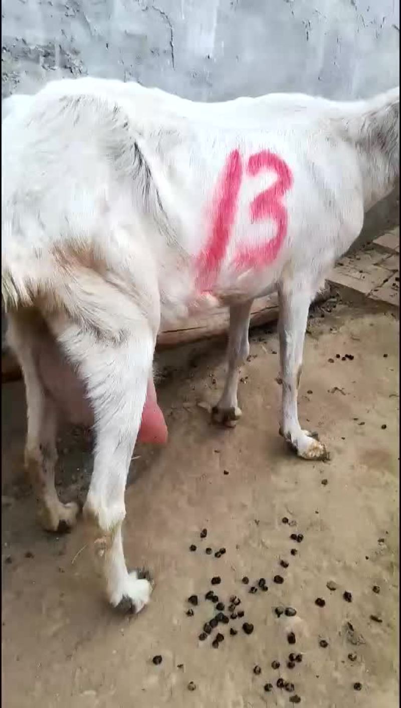 精品纯种萨能奶山羊繁殖基地