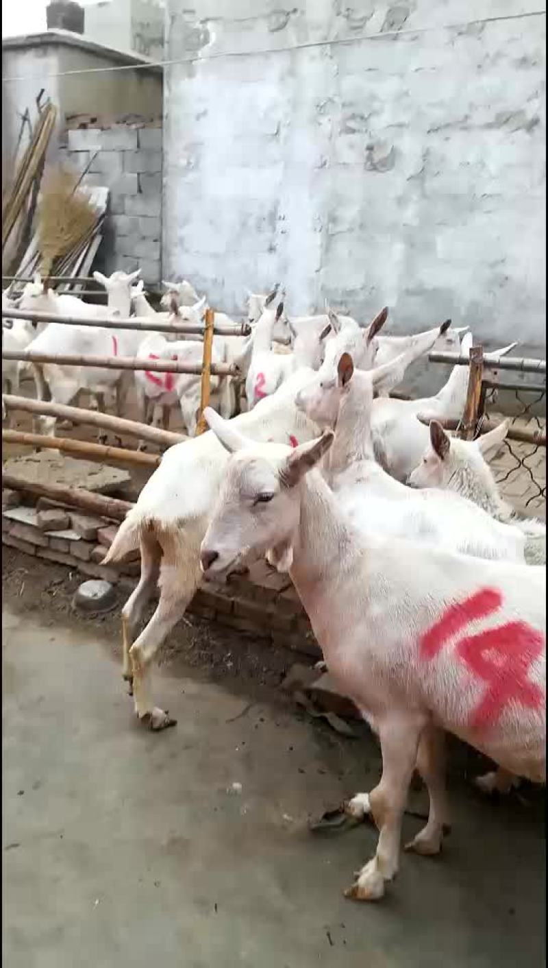 精品纯种萨能奶山羊繁殖基地