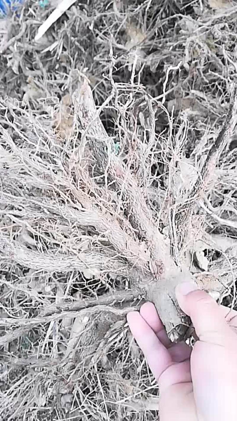 优质改良泡桐根