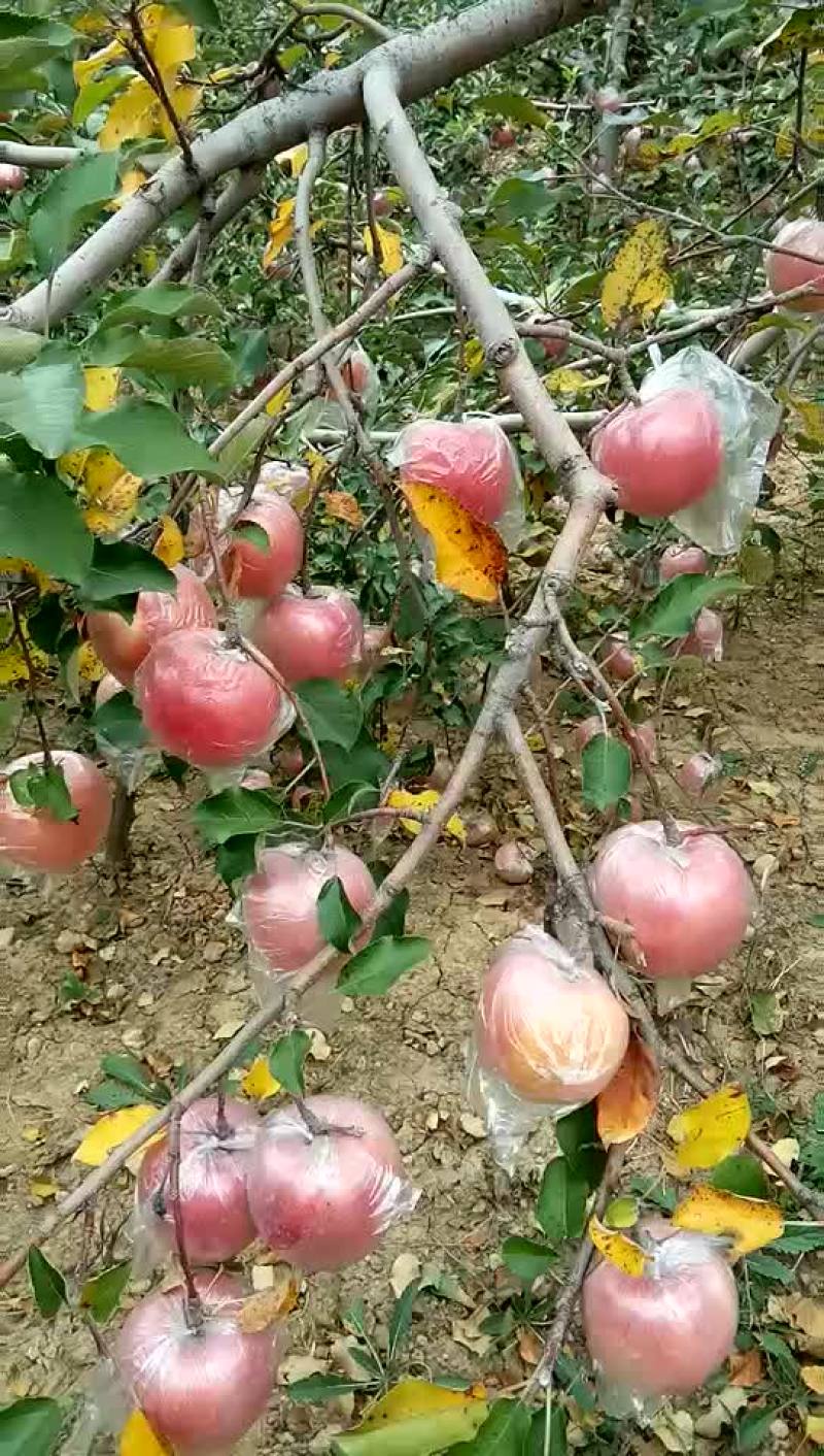 正宗陕西红富士苹果！
