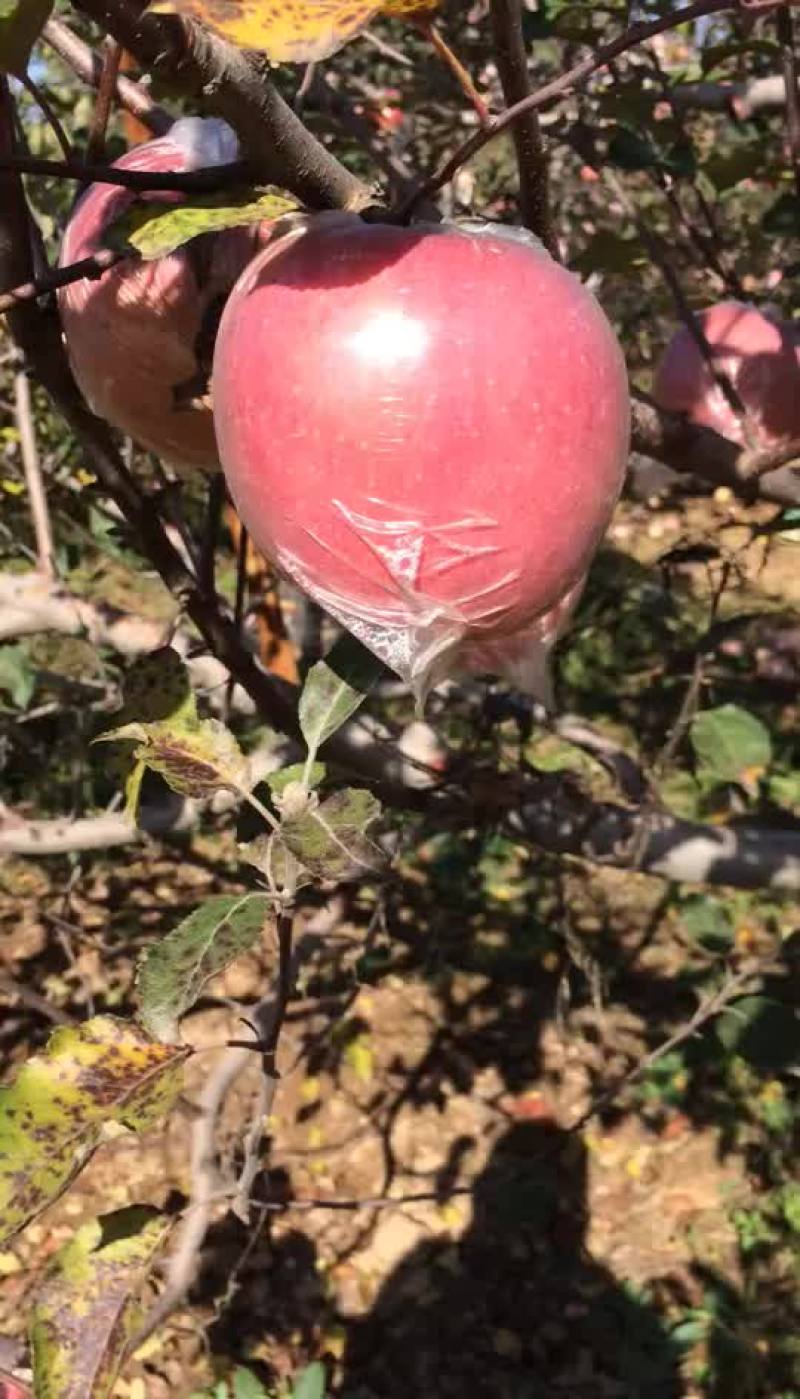 正宗陕西红富士苹果！