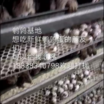 鹌鹑蛋