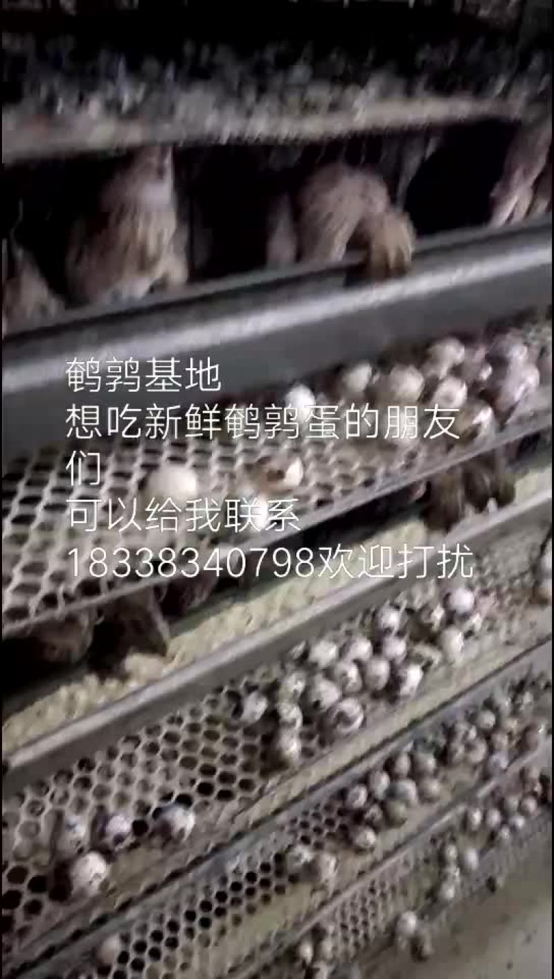 鹌鹑蛋
