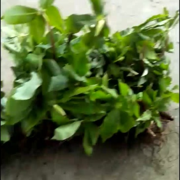华重楼苗