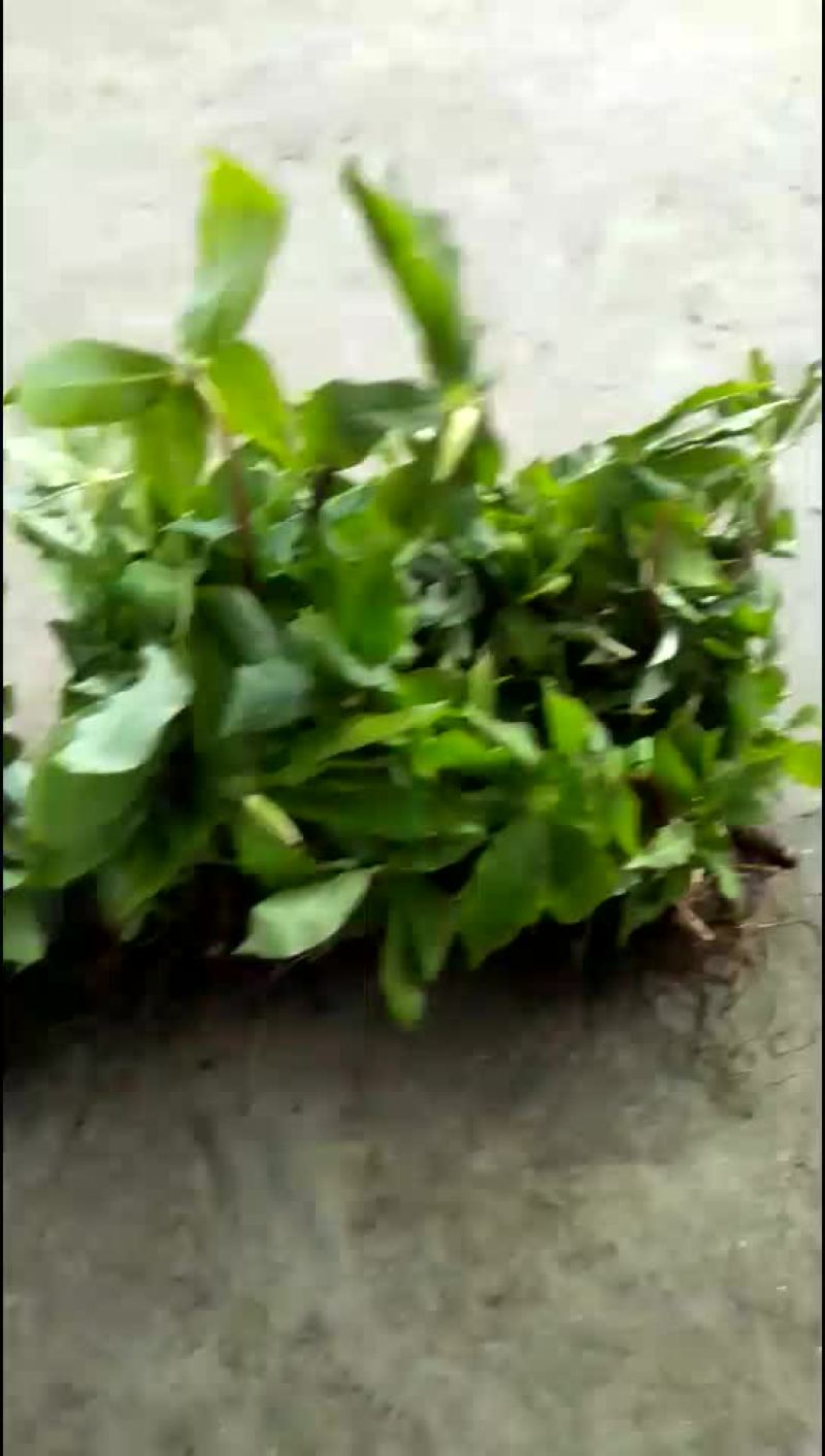 华重楼苗