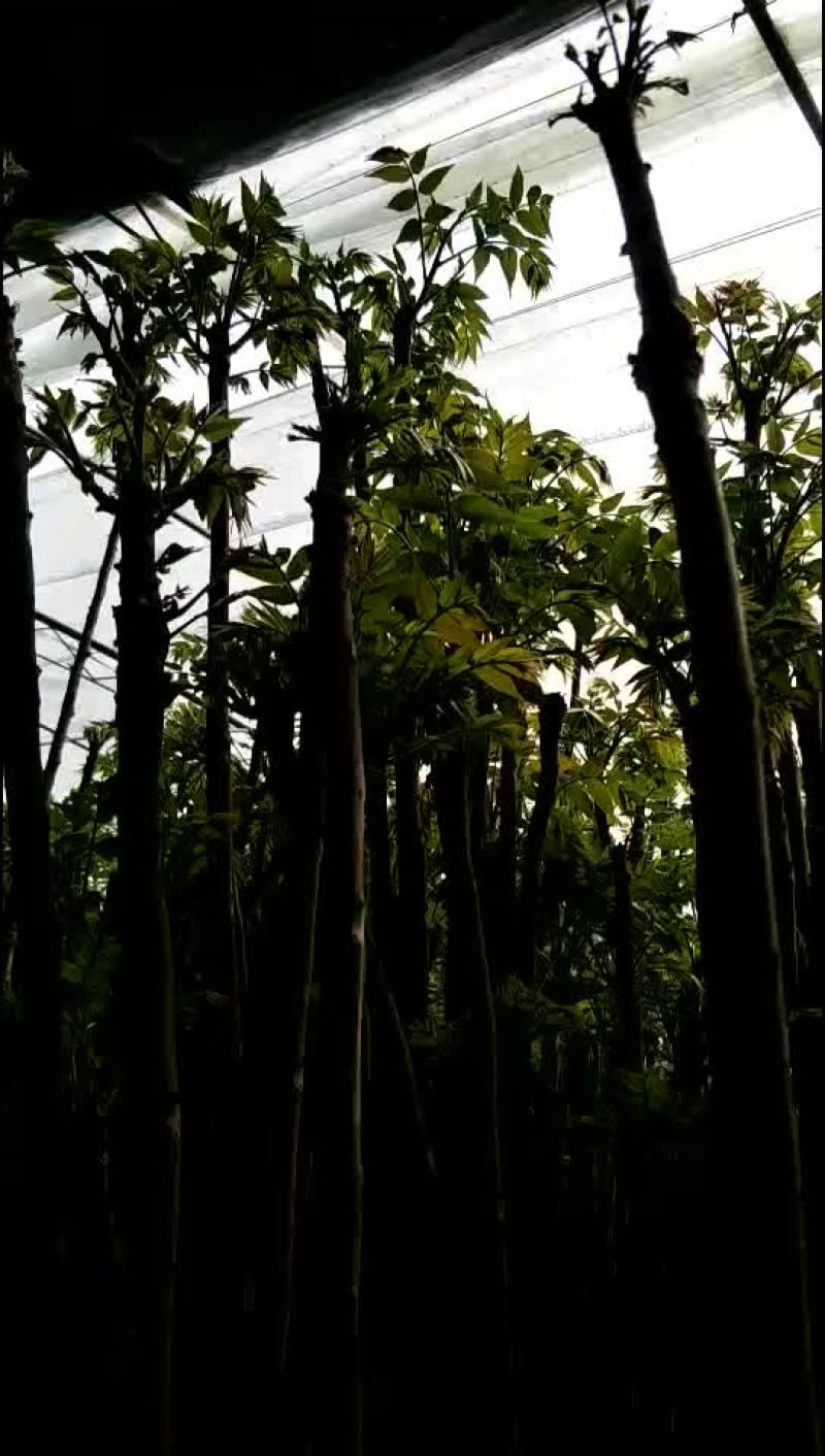 香椿树苗绿化