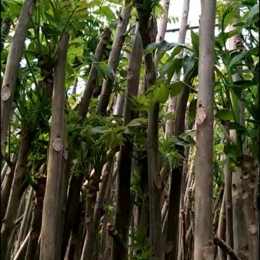 香椿树苗绿化