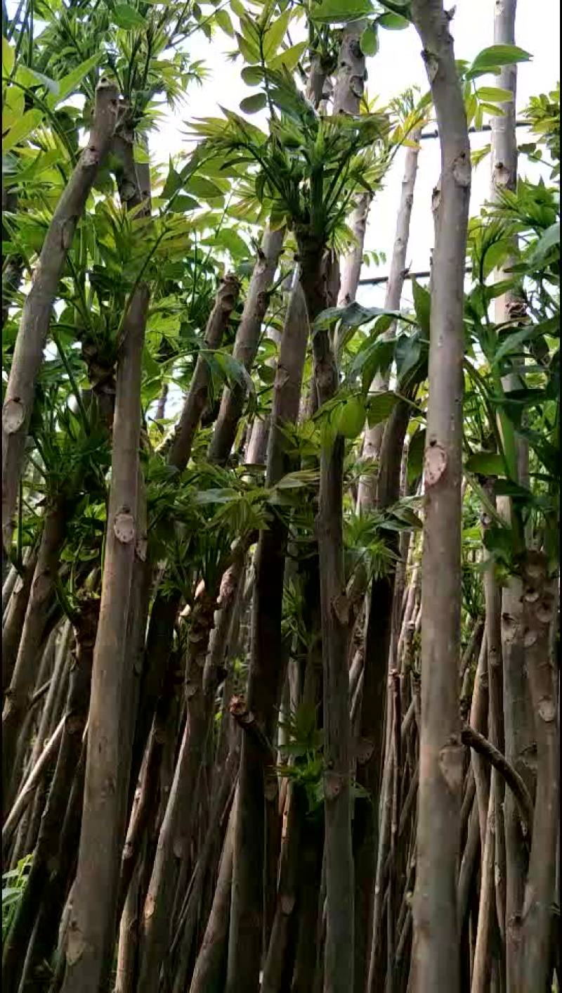 香椿树苗绿化