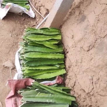 红心火龙果苗