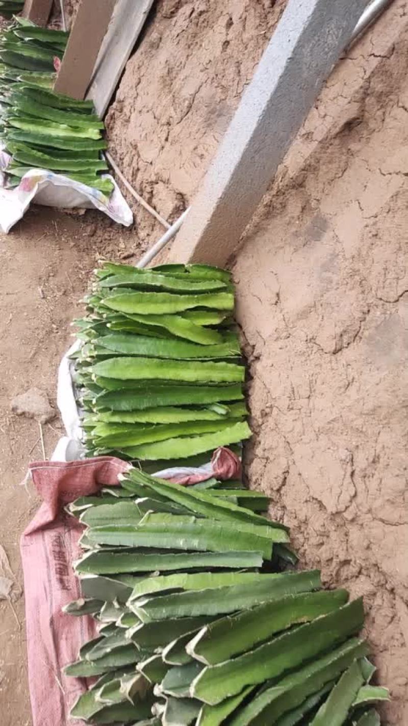 红心火龙果苗
