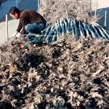 新疆杨，四公分，需要的走起