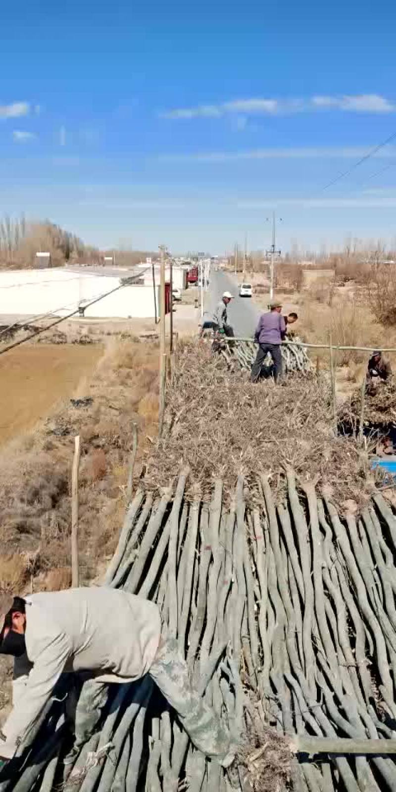 新疆杨，四公分，需要的走起