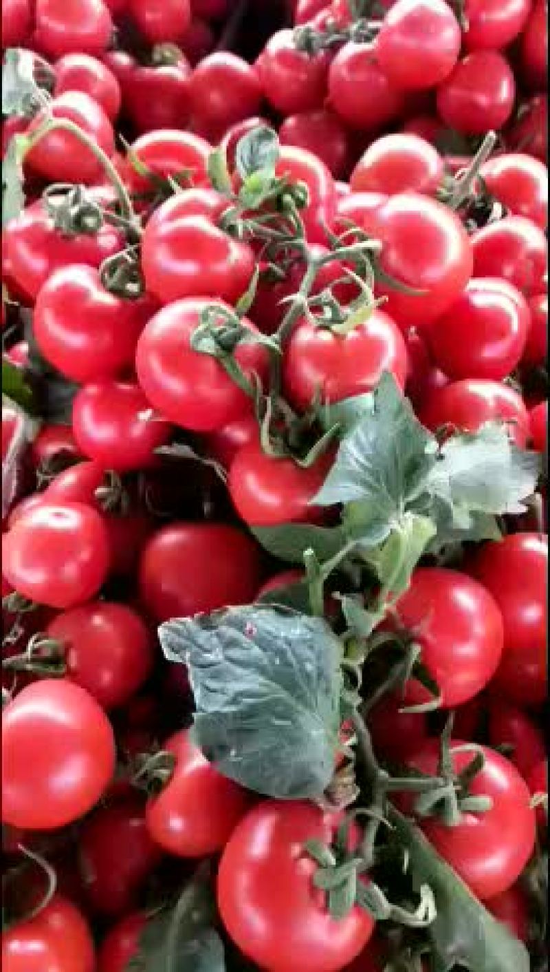 大红硬果弧三以上大红精品西红柿🍅货源充足质量优