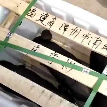 母猪发货中