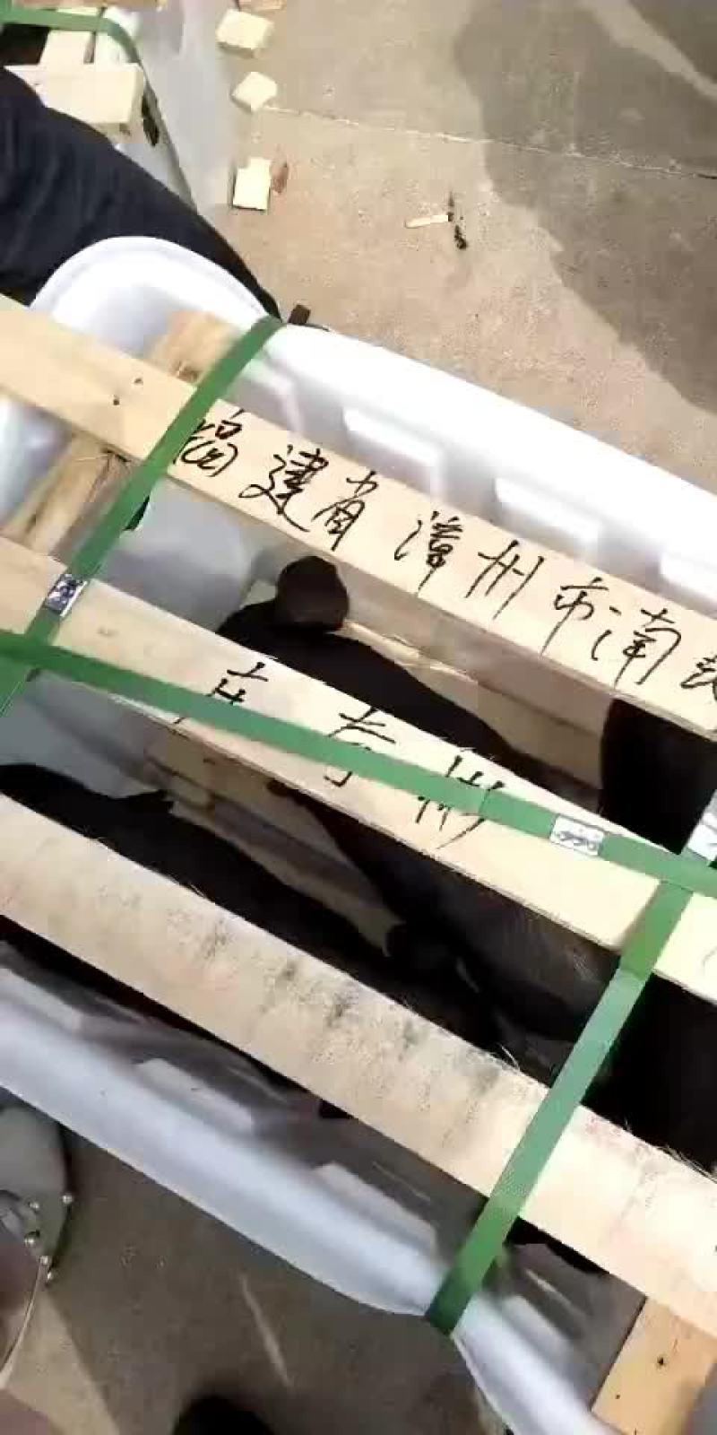 母猪发货中