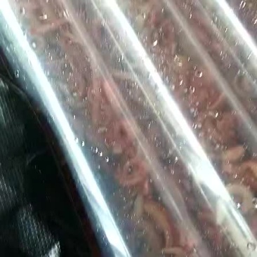 大量批发天然赤虫，血虫，钓鱼虫！