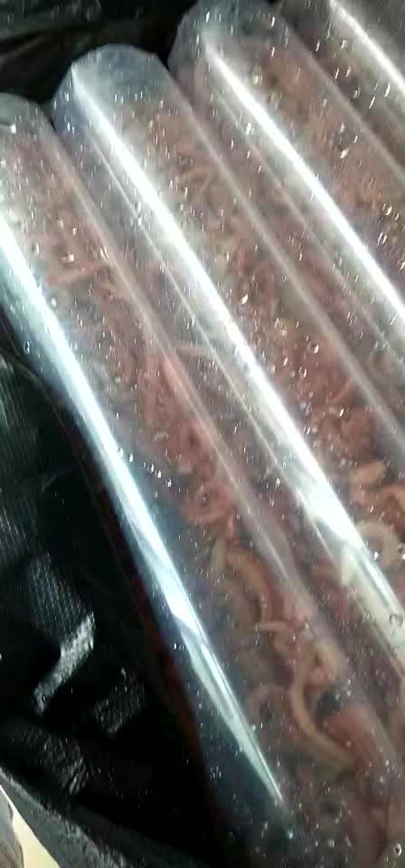 大量批发天然赤虫，血虫，钓鱼虫！