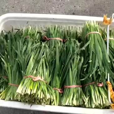 韭菜