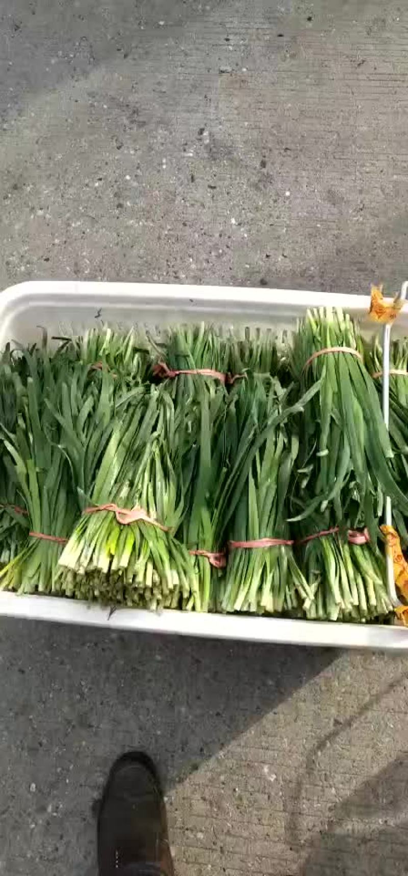 韭菜