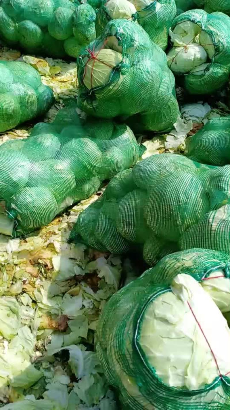 扁包菜