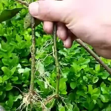 大叶黄杨小苗