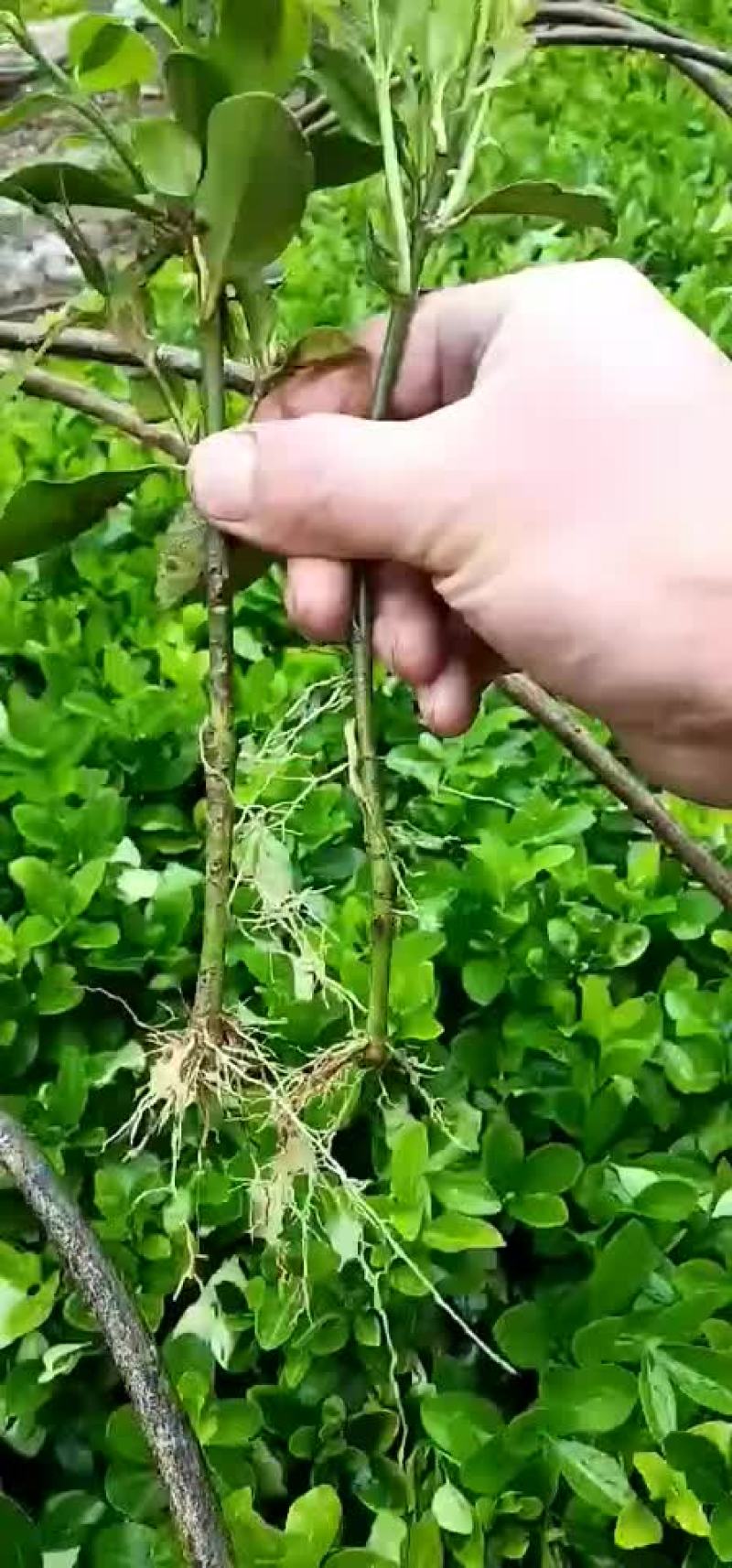 大叶黄杨小苗