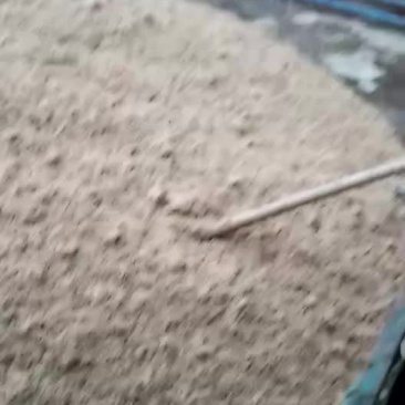 啤酒糟
